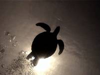 zeeschildpad opp